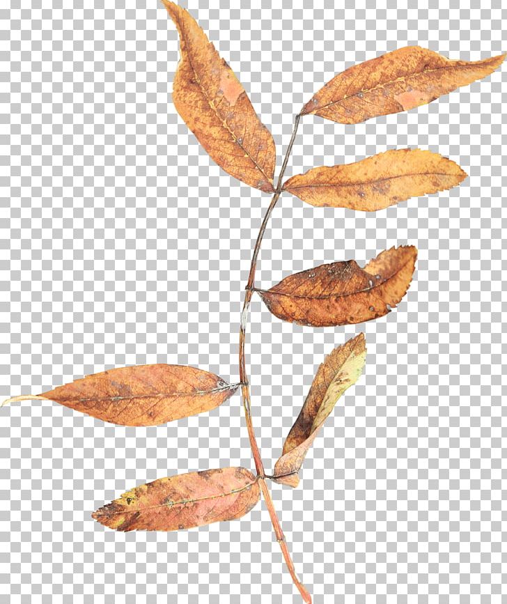 Leaf Branch Autumn Twig PNG, Clipart, Autumn, Autumn Leaf Color, Branch, Chestnut, Leaf Free PNG Download