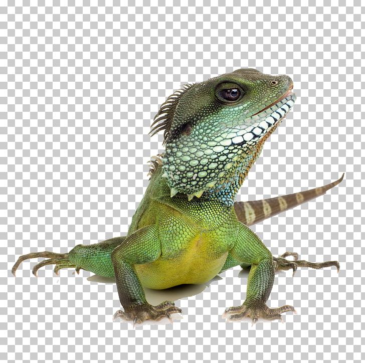 Lizard Reptile Chameleons Green Iguana Chinese Water Dragon PNG, Clipart, Agamidae, Animals, Australian , Biology, Common Iguanas Free PNG Download