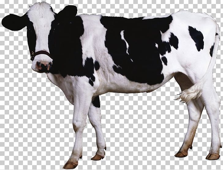 Beef Cattle Dairy Cattle PNG, Clipart, Animal Slaughter, Beef Cattle, Bull, Calf, Cattle Free PNG Download