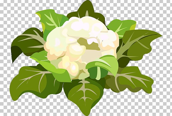 Cauliflower Floral Design Leaf Icon PNG, Clipart, Cartoon Cauliflower, Cauliflower Smile, Computer Icons, Download, Drawn Cauliflower Free PNG Download