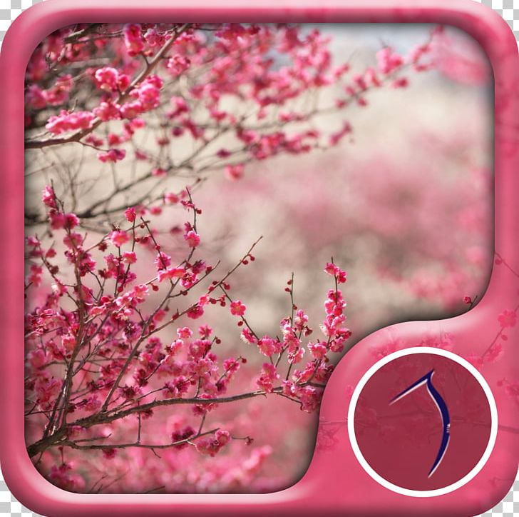 Cherry Blossom Desktop PNG, Clipart, 4k Resolution, 2160p, Blossom, Cherry, Cherry Blossom Free PNG Download