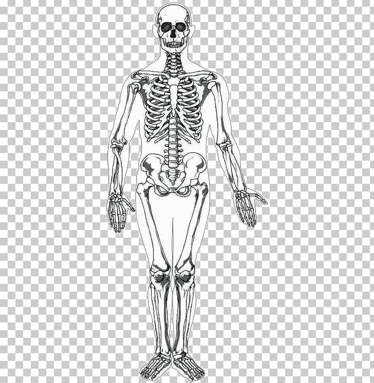 human skeleton drawing back