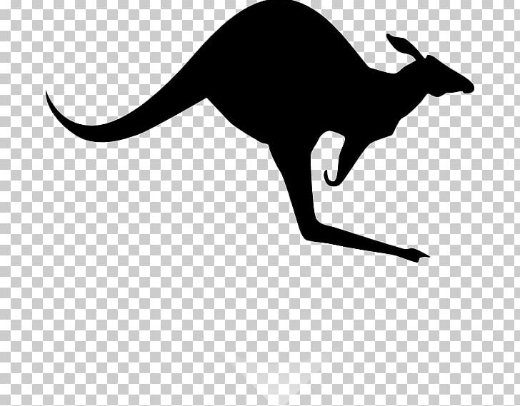 Koala Red Kangaroo PNG, Clipart, Black, Black And White, Boxing Kangaroo, Carnivoran, Cat Free PNG Download
