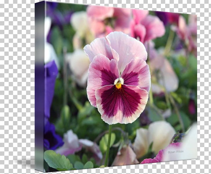 Pansy Violet Annual Plant Tile Coasters PNG, Clipart, Annual Plant, Coasters, Flower, Flowering Plant, Magenta Free PNG Download