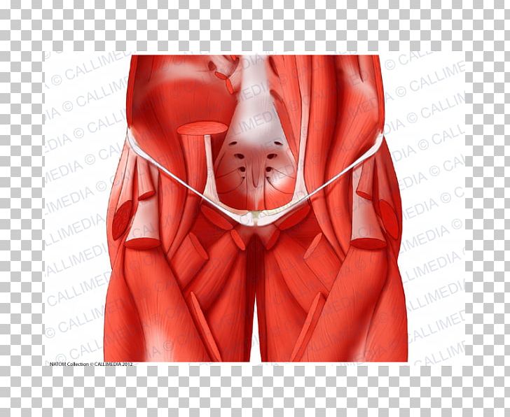 Adductor Muscles Of The Hip Adductor Muscles Of The Hip Human Anatomy Coronal Plane PNG, Clipart, Abdomen, Adductor Muscles Of The Hip, Bone, Coronal Plane, Fascia Lata Free PNG Download