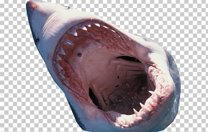 Great White Shark Port Jackson Shark PNG, Clipart, Animal, Apex Predator, Cartilaginous Fish, Desktop Wallpaper, Fish Free PNG Download