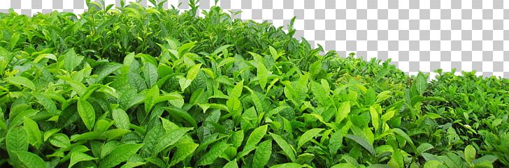 Green Tea Leaf PNG, Clipart, Bubble Tea, Camellia Sinensis, Euclidean Vector, Food Drinks, Grass Free PNG Download