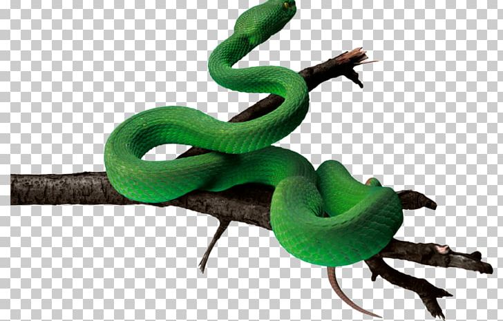 Snake PNG, Clipart, Anaconda, Animal Figure, Animals, Computer Icons, Desktop Wallpaper Free PNG Download