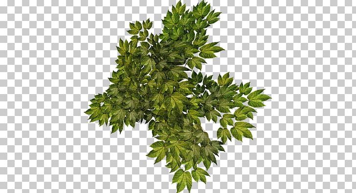 Artificial Flower Shrub T-shirt Common Ivy PNG, Clipart, Artificial Flower, Bathroom, Branch, Common Ivy, Evergreen Free PNG Download