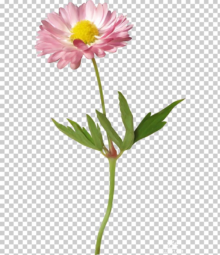 Flower Leaf Branch Herbaceous Plant Tree PNG, Clipart, Annual Plant, Aster, Branch, Cicek, Cicek Resimleri Free PNG Download