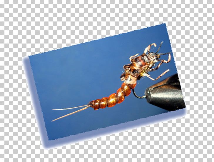 Insect Membrane PNG, Clipart, Animals, Insect, Membrane, Membrane Winged Insect Free PNG Download