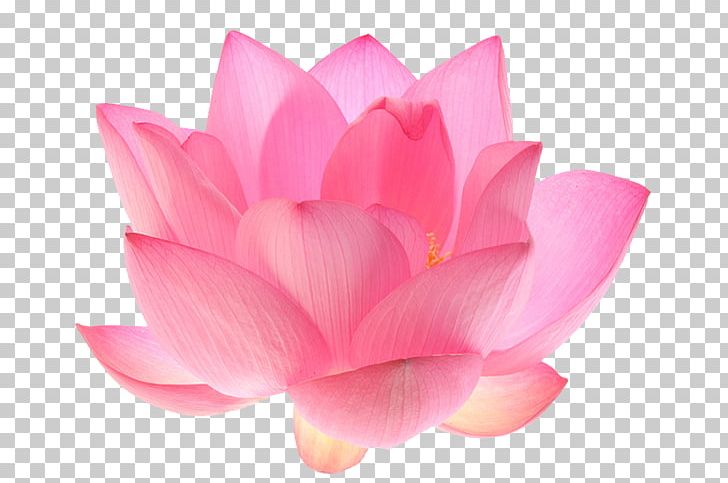 Nelumbo Nucifera Egyptian Lotus Flower Lotus Seed PNG, Clipart, Aquatic Plant, Aquatic Plants, Desktop Wallpaper, Drawing, Egyptian Free PNG Download