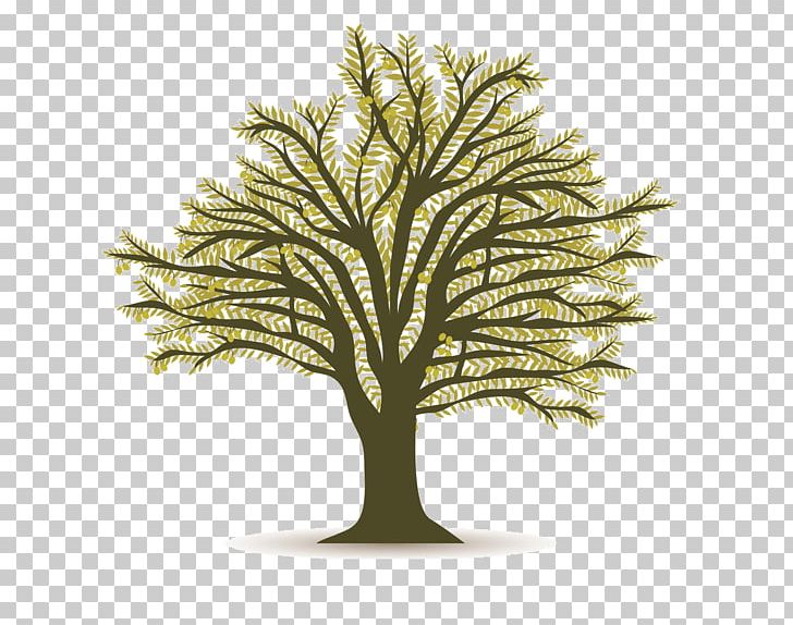 Olive PNG, Clipart, Arecales, Branch, Date Palm, Encapsulated Postscript, Food Drinks Free PNG Download