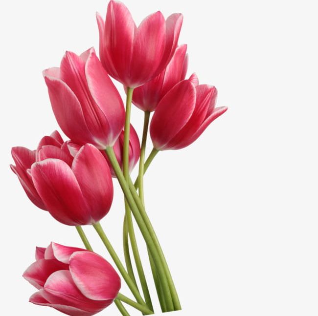 Red Tulips PNG, Clipart, Bouquet, Flower, Red, Red Clipart, Red Flower Free PNG Download