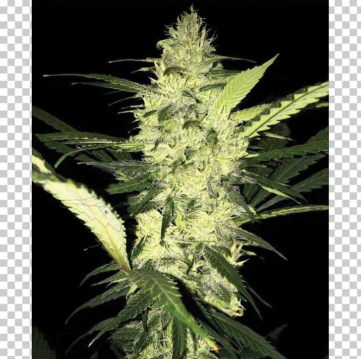 T.h. Seeds Medical Cannabis Kush PNG, Clipart, Cannabis, Dr Chronic, Drug, G E, Hemp Free PNG Download