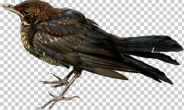 American Crow Finch Blackbird Beak PNG, Clipart, American Crow, Beak, Bird, Blackbird, Common Raven Free PNG Download