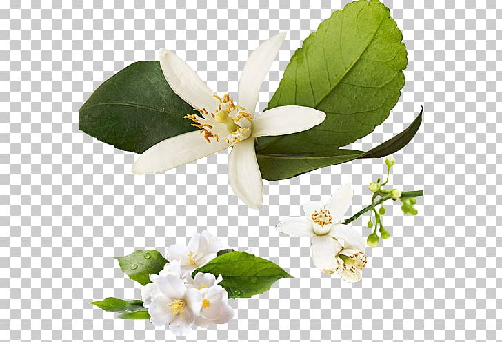 Tea Flower Lemon Jasmine Perfume PNG, Clipart, Aroma Compound, Blossom, Blossoms, Cherry, Cherry Blossoms Free PNG Download