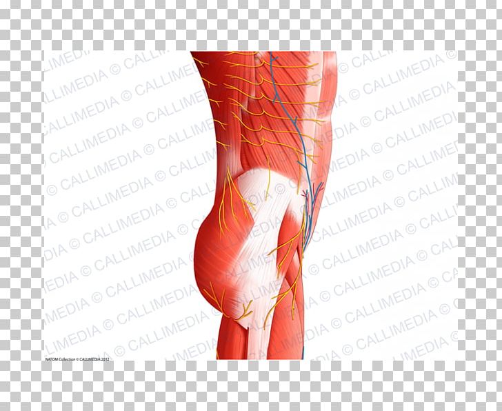 Thumb Abdomen Muscle Nerve Blood Vessel PNG, Clipart, Abdomen, Abdomen Anatomy, Abdominal Aorta, Active Undergarment, Anatomy Free PNG Download