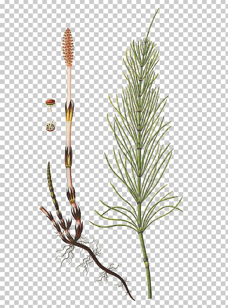 Twig Equisetum Grasses Plant Stem Pine PNG, Clipart, Branch, Equisetum, Family, Flora, Grass Free PNG Download