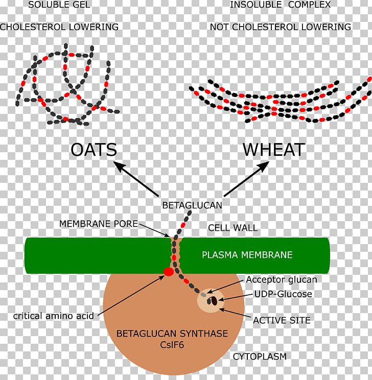 Oat Beta-glucan Wheat PNG, Clipart, Angle, Area, Barley, Betaglucan, Bread Free PNG Download