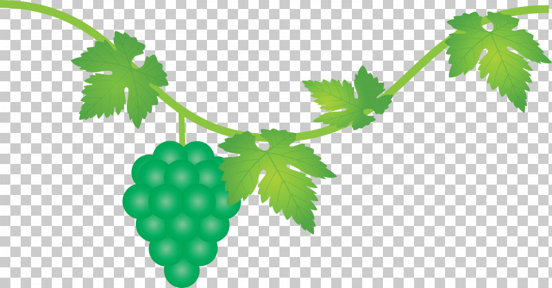 Grape Grapes Fruit PNG, Clipart, Currant, Flower, Fruit, Grape, Grape Leaves Free PNG Download