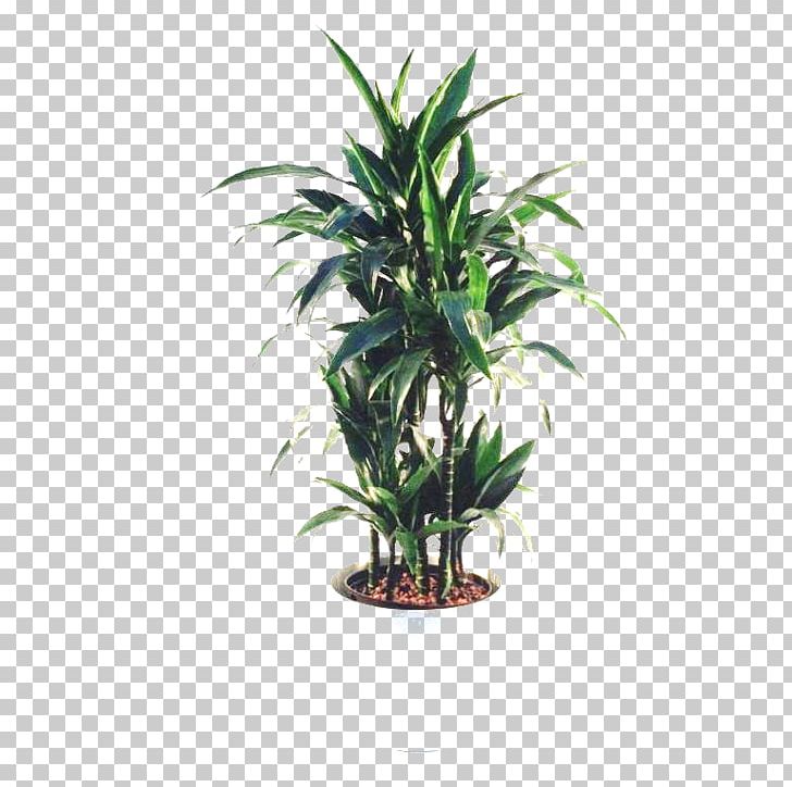 Arecaceae Flowerpot Houseplant Tree PNG, Clipart, Arecaceae, Arecales, Dracaena, Evergreen, Flowerpot Free PNG Download