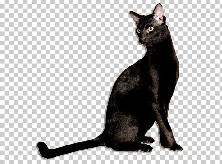 Black Cat Bombay Cat Korat Burmese Cat German Rex PNG, Clipart, Asian, Black, Black Cat, Bombay, Bombay Cat Free PNG Download