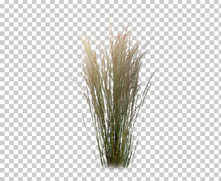 Black Locust Ornamental Grass Chinese Silver Grass Plant Pampas Grass PNG, Clipart, Artificial Flower, Black Locust, Chinese Silver Grass, Commodity, Food Drinks Free PNG Download