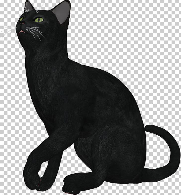 Bombay Cat Burmese Cat Korat German Rex American Wirehair PNG, Clipart, American Wirehair, Animal, Asian, Black, Black Cat Free PNG Download