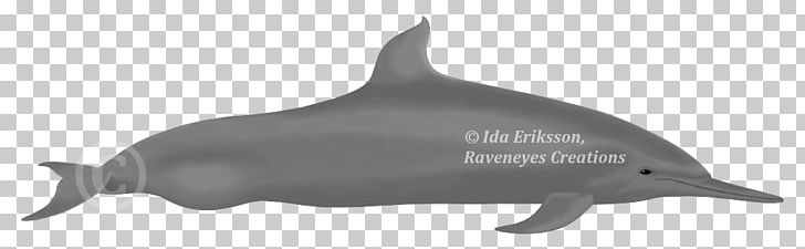 Common Bottlenose Dolphin Short-beaked Common Dolphin Tucuxi Rough-toothed Dolphin White-beaked Dolphin PNG, Clipart,  Free PNG Download