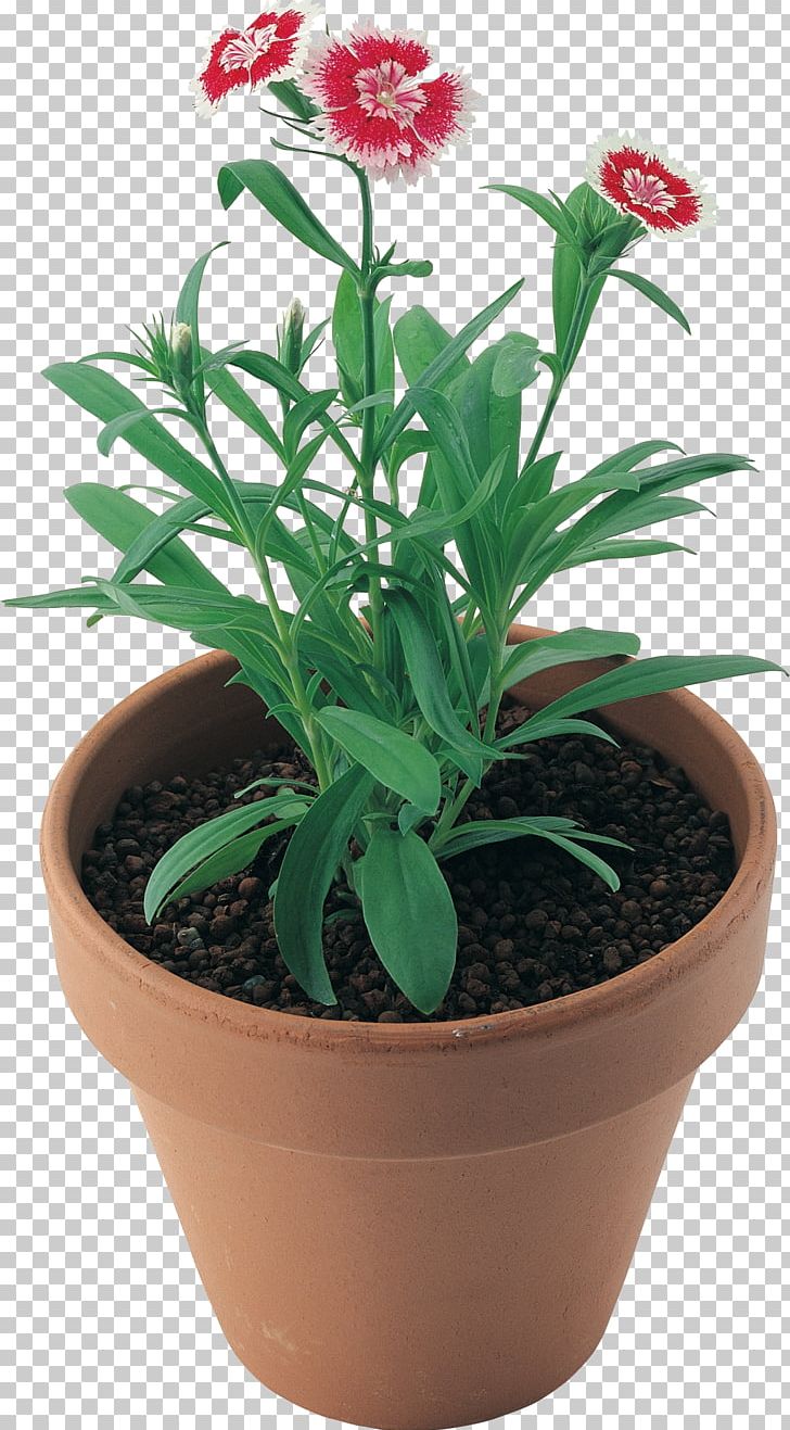 Flowerpot Houseplant PNG, Clipart, Blume, Carnation, Digital Image, Drawing, Flower Free PNG Download