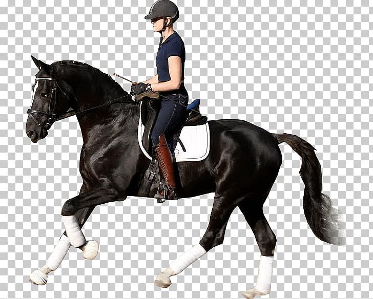 Horse Equestrian Stallion Dressage Western Riding PNG, Clipart, Animals, Animal Training, Bit, Bridle, English Riding Free PNG Download