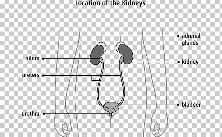 Kidney Ureter Excretory System Renal Pelvis Urine PNG, Clipart, Abdomen, Angle, Area, Arm, Black And White Free PNG Download