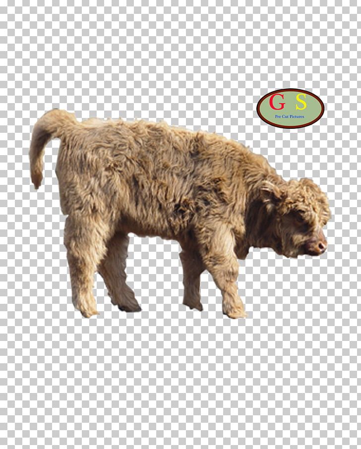 Lagotto Romagnolo Spanish Water Dog Cattle American Bison Deer PNG, Clipart, American Bison, Animal, Animals, Bank, Bison Free PNG Download