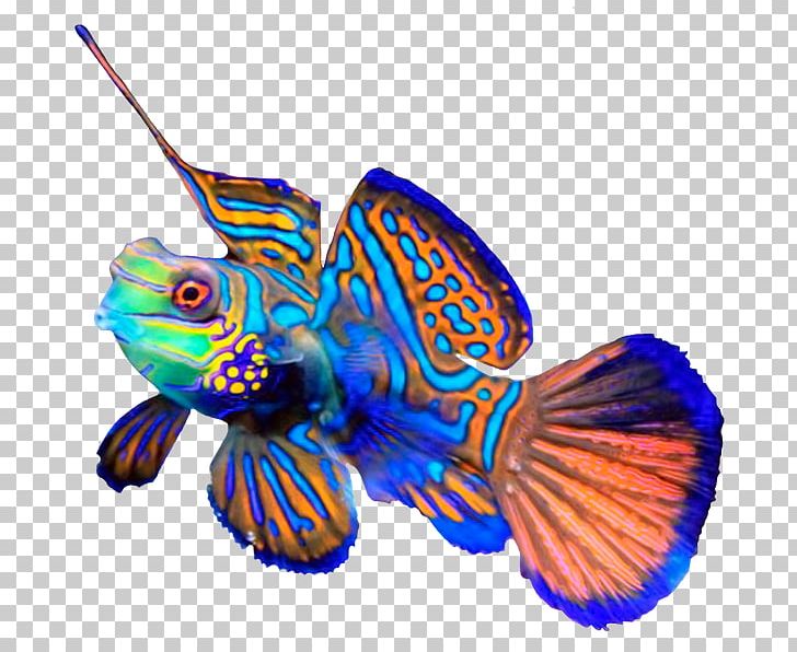 Mandarinfish Sque Dragonet Goby Aquarium PNG, Clipart, Animal, Animals, Aquarium, Butterfly, Coral Reef Fish Free PNG Download