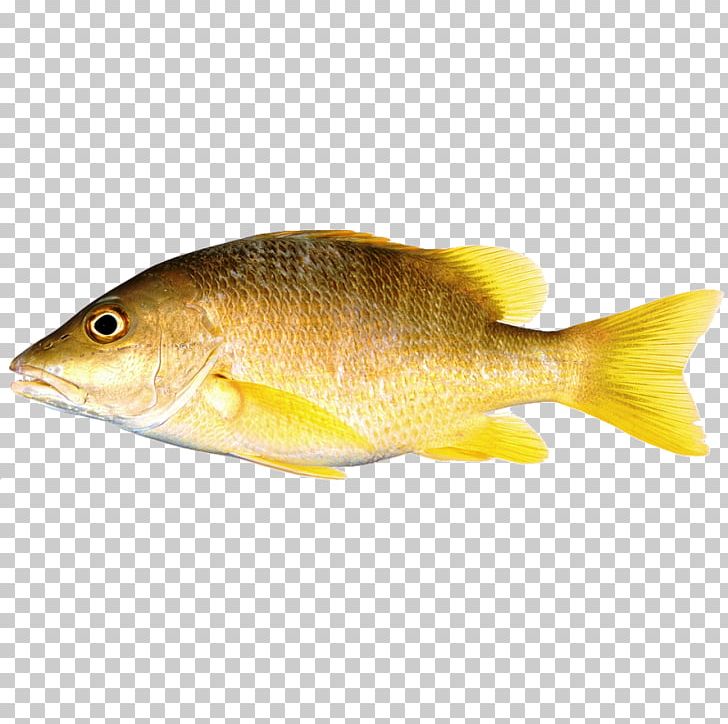 Northern Red Snapper Freshwater Fish Perch Fish Fin PNG, Clipart, Animals, Barramundi, Bony Fish, Cod, Common Rudd Free PNG Download