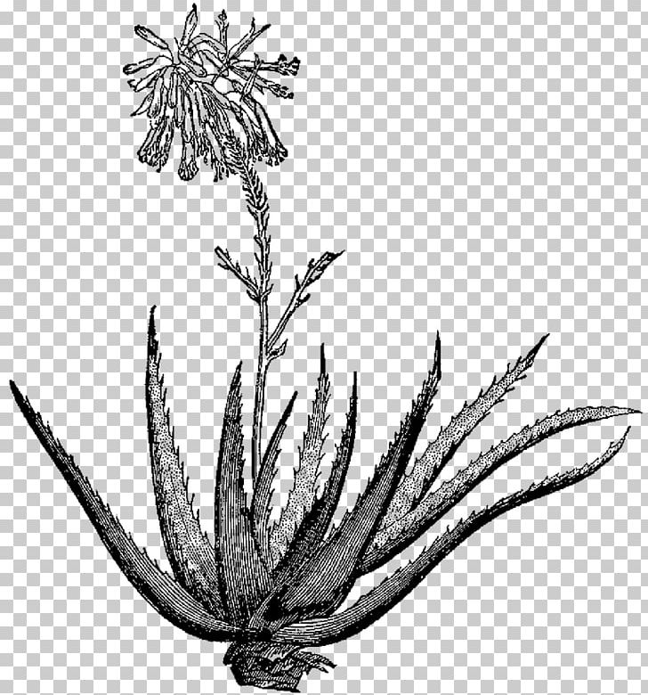 Aloe Vera Drawing Flowering Dogwood Plant Watercolor Painting PNG, Clipart, Agave Azul, Aloe, Aloe Vera, Art, Black And White Free PNG Download