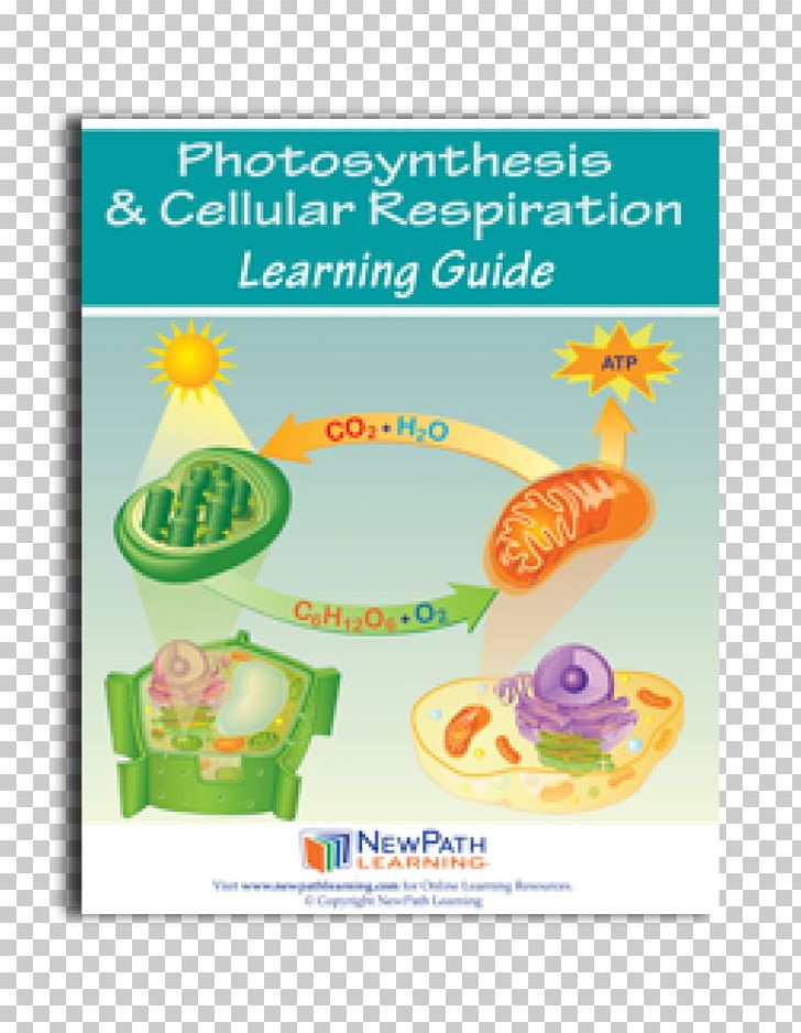 Cellular Respiration Photosynthesis Science PNG, Clipart, Amoeba, Atmosphere Of Earth, Biology, Carbon Cycle, Cell Free PNG Download