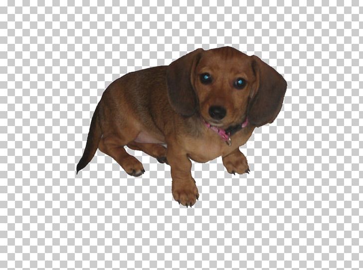 Dachshund Puppy Dog Breed Companion Dog Hound PNG, Clipart, Animals, Animation, Breed, Carnivoran, Companion Dog Free PNG Download
