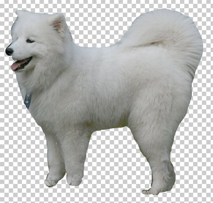 German Spitz Mittel Samoyed Dog German Spitz Klein Canadian Eskimo Dog American Eskimo Dog PNG, Clipart, Ancient Dog Breeds, Black White, Carnivoran, Cartoon, Companion Dog Free PNG Download