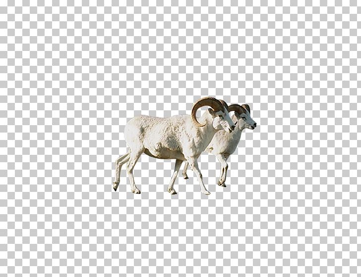 Sheep Argali Animal PNG, Clipart, Cow Goat Family, Fauna, Goats, Organism, People Side Face Free PNG Download