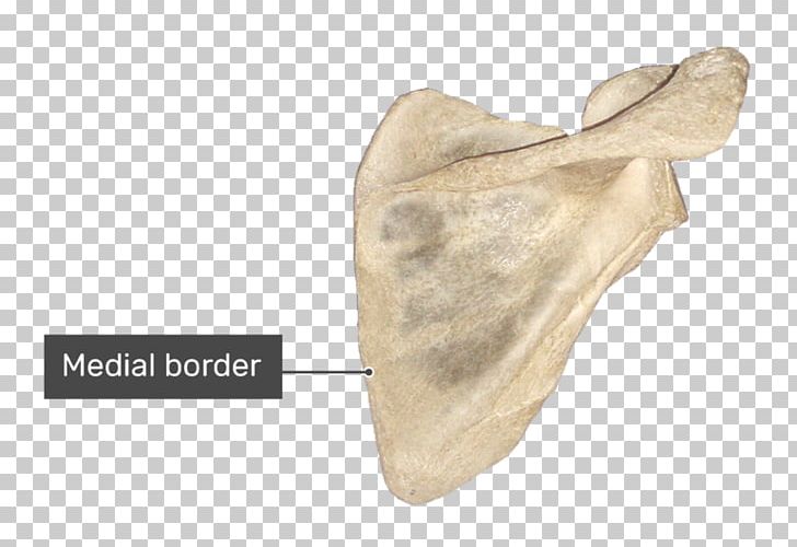 Spine Of Scapula Anatomy Bone Infraglenoid Tubercle PNG, Clipart, Acromion, Anatomy, Bone, Clavicle, Deltoid Muscle Free PNG Download