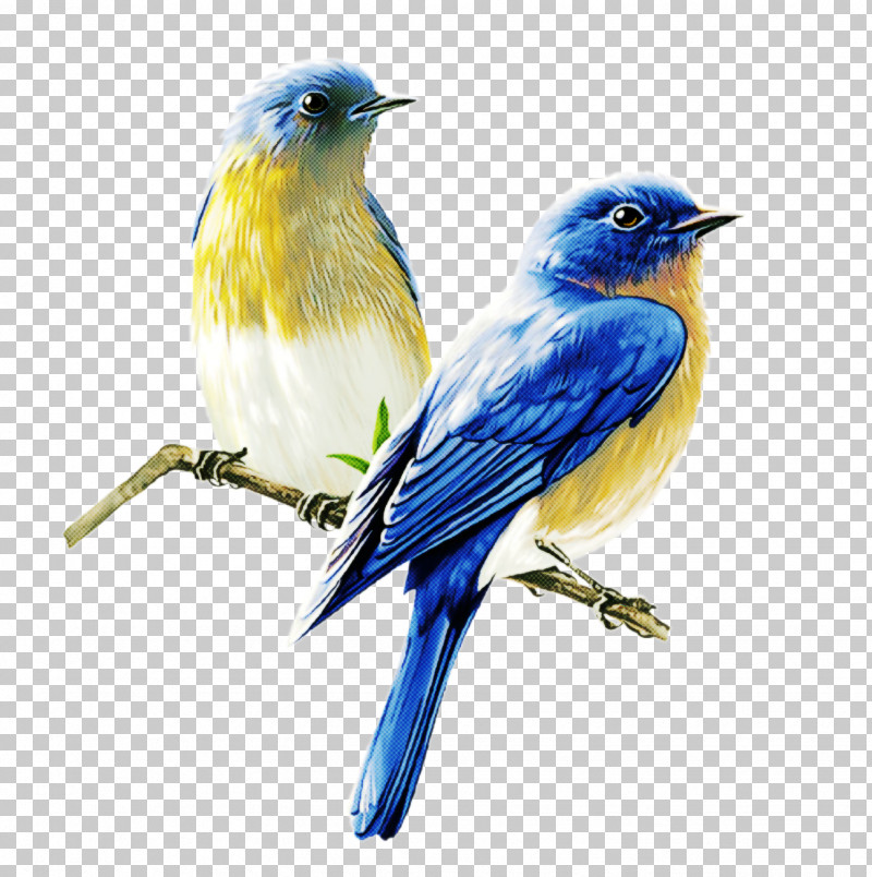 Bird Bluebird Mountain Bluebird Beak Songbird PNG, Clipart, Beak, Bird, Bluebird, Eastern Bluebird, Mountain Bluebird Free PNG Download