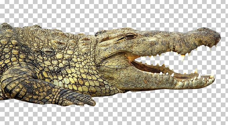 Nile Crocodile Alligator PNG, Clipart, Alligator, Animal, Animals, Computer Icons, Crocodile Free PNG Download