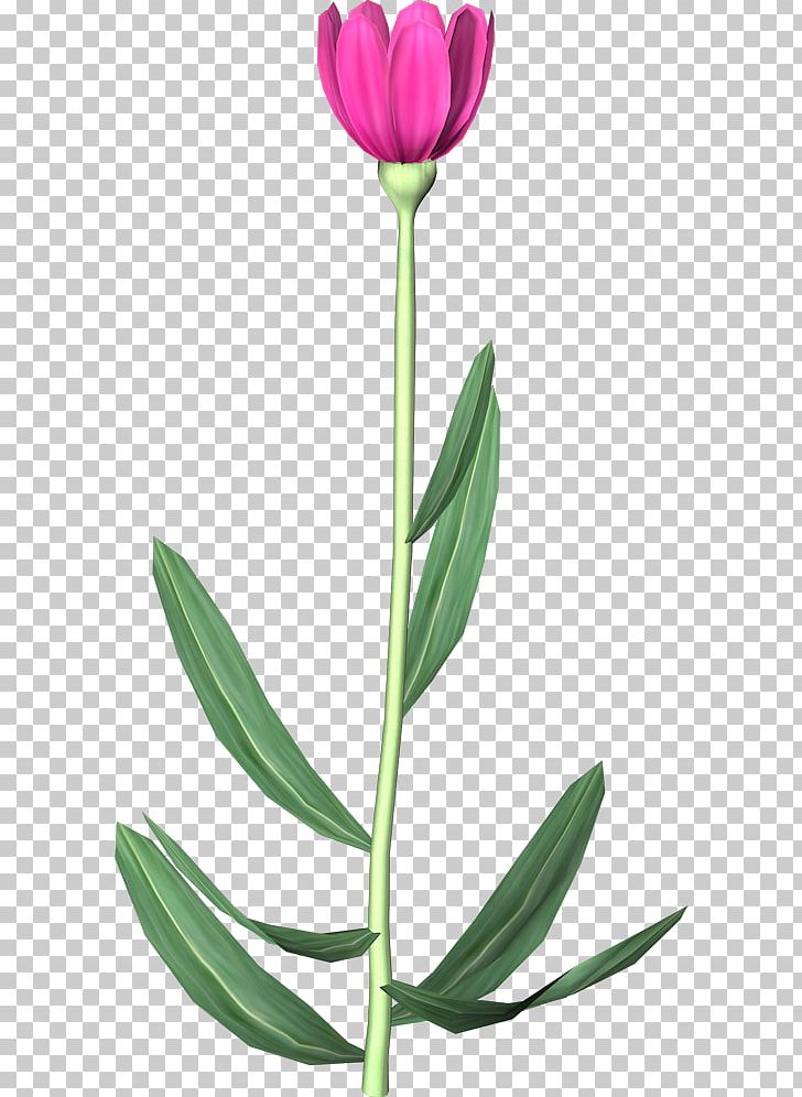 Tulip Flower Animation PNG, Clipart, Animation, Cut Flowers, Flower, Flowering Plant, Flowers Free PNG Download