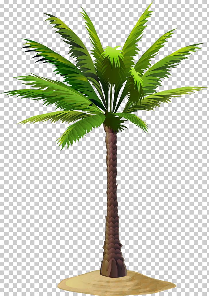 Arecaceae Asian Palmyra Palm PNG, Clipart, Arecaceae, Arecales, Asian Palmyra Palm, Borassus Flabellifer, Clip Art Free PNG Download