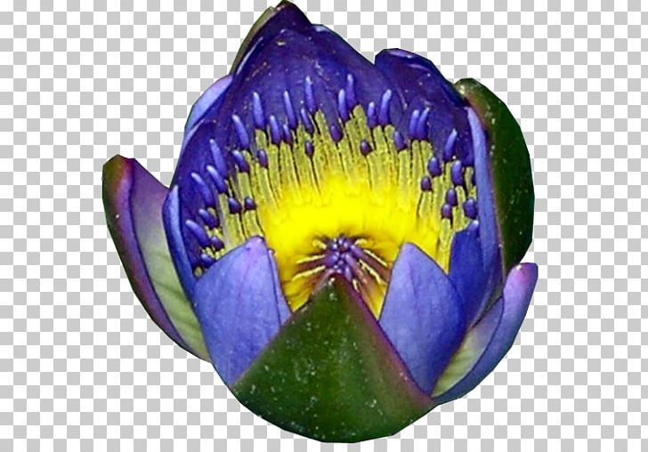 Egyptian Lotus Nymphaea Lotus Water Lilies .com PNG, Clipart, Blue Lily, Bottlebrushes, Com, Credit, Dahlia Free PNG Download