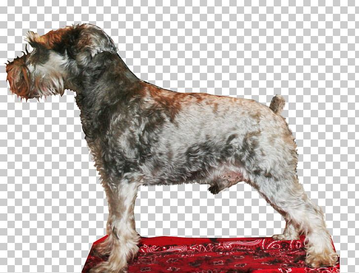 Cesky Terrier Miniature Schnauzer Standard Schnauzer Dog Breed Lakeland Terrier PNG, Clipart, Breed, Breeder, Carnivoran, Cesky Terrier, Crossbreed Free PNG Download