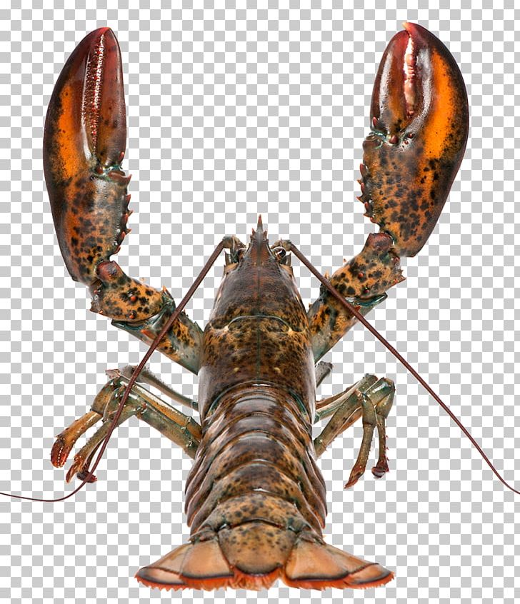 American Lobster Homarus Gammarus Seafood Palinurus Elephas Crab PNG, Clipart, Animals, Animal Source Foods, Arthropod, Astacoidea, Australian Flag Free PNG Download