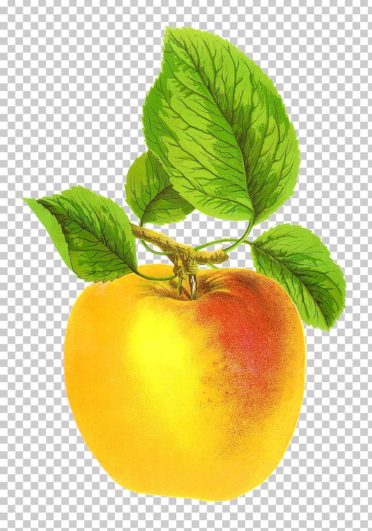Apple Cider Fruit PNG, Clipart, Apple, Apple Cider, Apple Fruit, Diagram, Diet Food Free PNG Download